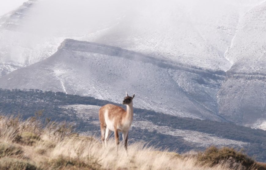 Guardians of the Southern Light: Chilean Patagonia Photography Tour